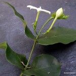 Cyclophyllum sagittatum Blomma