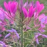 Cleome hassleriana 花