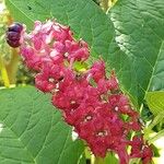 Phytolacca acinosa Fula
