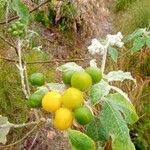 Solanum mauritianum Frugt