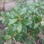 Olearia haastiiLeaf