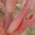 Sedum rubens Hábito