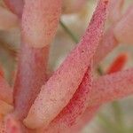 Sedum rubens Habitus