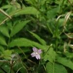 Epilobium montanumFlower