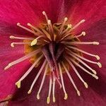 Helleborus orientalis Annet