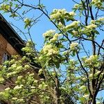 Sorbus intermedia Leaf