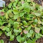 Claytonia rubra Blatt