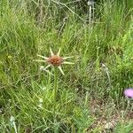 Tragopogon porrifolius Blüte