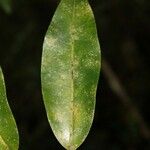 Xylopia richardii Leaf