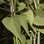 Spananthe paniculata Лист