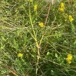 Tragopogon pratensis Vekstform