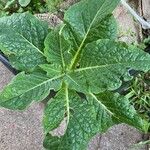 Mandragora officinarum Leaf