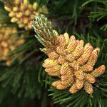 Pinus mugo 花
