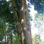 Aganope stuhlmannii 樹皮