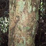 Heisteria parvifolia Bark