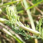 Platycapnos spicata Leaf