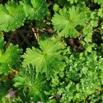 Geranium argenteum Blad