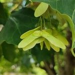 Acer cappadocicum ফল