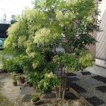 Fraxinus griffithii Habit