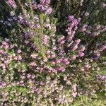 Erica erigena Flor