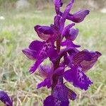 Anacamptis morio Flower