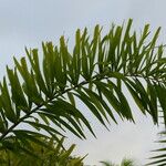 Bactris gasipaes Feuille