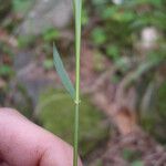 Festuca altissima Övriga