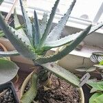 Aloe conifera برگ