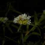 Spermacoce verticillata Flower