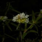 Spermacoce verticillata फूल