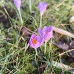 Crocus vernus Flower