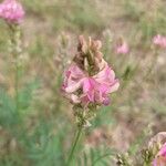 Onobrychis arenaria Blüte