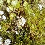 Teesdalia nudicaulis Blüte