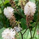 Actaea elata Fruit