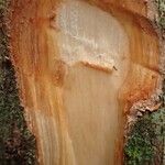 Duboscia macrocarpa Corteza