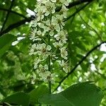 Prunus serotina Flor