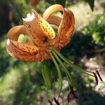 Lilium henryi Flower