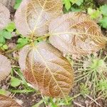 Aralia nudicaulisЛист