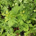 Ranunculus recurvatus Leaf