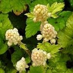 Tiarella laciniata Flor