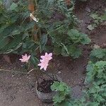 Zephyranthes robustaFlower