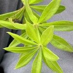 Galium asprellum Leaf