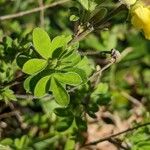 Chamaecytisus hirsutus 葉