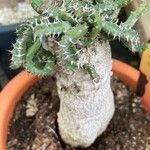 Tephrocactus articulatus 葉