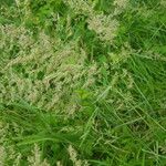 Agrostis gigantea Flower