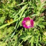 Callirhoe involucrata പുഷ്പം