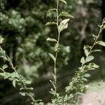 Nothofagus alpina Hábito