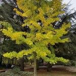 Ginkgo biloba Pokrój