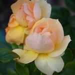 Rosa foetida 花