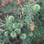 Asparagus aphyllus Fruit